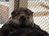 Portrait of a Sea Otter (Enhydra Lutris) Rescued after the Exxon Oil Spill in Prince William Sound Lámina fotográfica