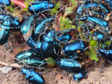 Mexican Blue Beetles in a Feeding Frenzy Photographic Print by George Grall