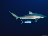 A Smaller Fish Swims Under a Silky Shark, Carcharhinus Falciformis Photographic Print