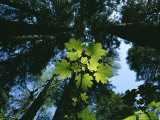 Leaves of the Stinging Devils Club (Oplopanax Horridus) from Below Photographic Print by John Dunn/Arctic Light