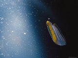 A Bioluminescent Comb Jelly Photographic Print