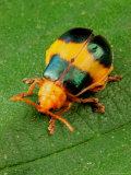 Portrait of a Larger Leaf Elm Beetles, Monocesta Coryli Photographic Print