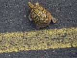 An Eastern Box Turtle Crosses the Potomac Heritage Bike Trail Photographic Print