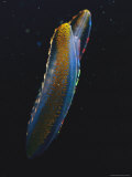 A Bioluminescent Comb Jelly Lámina fotográfica