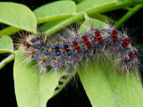 A Gypsy Moth Caterpillar, Lymantria Dispar, Crawling on a Leaf Photographic Print by George Grall