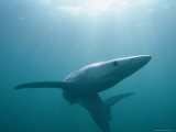 A Sleek Blue Shark Swimming in Sun-Lit Waters Photographic Print