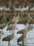 Sandhill Cranes Roost in the Platte River Photographic Print