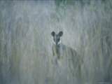 A Swamp Wallaby in Tall Grass Lámina fotográfica por Jason Edwards A Swamp Wallaby in Tall Grass Lámina fotográfica por Jason Edwards