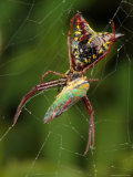 Micrathena Sagittata Spider Feeding on a Scarlet and Green Leaf Hopper Lámina fotográfica Micrathena Sagittata Spider Feeding on a Scarlet and Green Leaf Hopper Lámina fotográfica