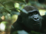 An Adult Gorilla in a Wooded Setting Lámina fotográfica