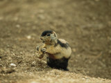 A Utah Prairie Dog is Dyed as Part of a Research Study Lámina fotográfica
