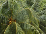 Palm Trees and Coconuts Fotografie-Druck von Justin Guariglia
