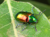 A Dogbane Leaf Beetle, Chryschus Cobaltinus, on a Dogbane Leaf Photographic Print