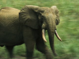 Adult Male Forest Elephant on the Move Photographic Print by Michael Nichols
