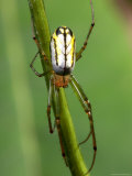 Portrait of a Venusta Orchard Spider, Leucauge Venusta Lámina fotográfica Portrait of a Venusta Orchard Spider, Leucauge Venusta Lámina fotográfica