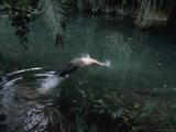 An Archeologist Dives into Roaring Creek, the Site of Numerous Caves Photographic Print