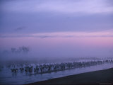 Sandhill Cranes Roost in the Platte River on a Foggy Morning Photographic Print