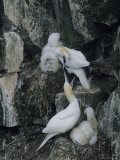 Northern Gannets and Chicks Roost on Cliffs Above the Atlantic Ocean Photographic Print by Norbert Rosing