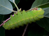 A Luna Moth Caterpillar, Actias Luna, on a Twig Photographic Print by George Grall