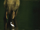 African Forest Elephant and Egret in the Calm Waters of Langoue Bai Photographie
