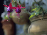 A Fuchsia Blossom Hangs from a Clay Planter Photographic Print by David Evans
