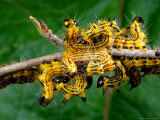 A Group of Drexels Datana Caterpillars Photographic Print by George Grall