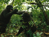 A Pair of Young Gorillas Sparring Photographic Print