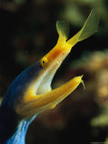 A Blue Ribbon Eel Gulping Water Over Its Gills Photographic Print by Tim Laman