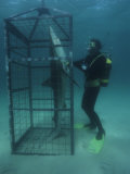 Humorous Photo of a Diver Observing a Shark in a Shark Cage Photographic Print
