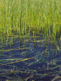 Marram Beach Grass or Ammophila Breviligulata Photographic Print