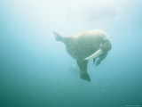 An Underwater Shot of a Walrus Swimming Photographic Print