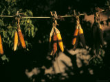 Corn Dries on a Line in the Sun in Preparation for a Feast Day Photographic Print by Ira Block