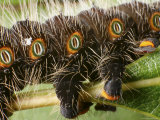 Detail of Feet and Breathing Spiracles of an Imperial Moth Caterpillar Photographic Print by George Grall