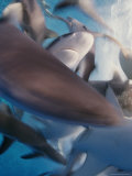 A Frenzy of Gray Reef Sharks, Carcharhinus Amblyrhynchos Photographic Print