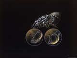 A Colored Drawing Illustrating the Complex Sexual Organs of the Male and Female Jumping Spider Lámina fotográfica A Colored Drawing Illustrating the Complex Sexual Organs of the Male and Female Jumping Spider Lámina fotográfica
