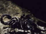 A Scorpion on a Rock in a Borneo Cave Photographic Print by Carsten Peter