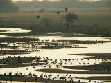 Sandhill Cranes Roost in the Platte River at Sunset Photographic Print
