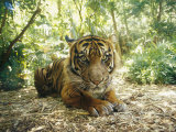 A Captive Sumatran Tiger with a Stressed Expression on Its Face Photographic Print by Jason Edwards