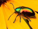 A Dogbane Leaf Beetle, Chryschus Cobaltinus, on Black-Eyed Susan Photographic Print