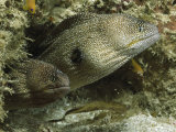 Two Moray Eels Guard the Entrance to Their Den Photographic Print by Bill Curtsinger