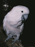 A Close-View of an Endangered Molluccan Cockatoo at the Melbourne Zoo Photographic Print by Jason Edwards