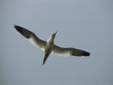 A Gannet in Flight against a Gray Sky Photographic Print by Bill Curtsinger
