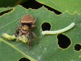 A Jumping Spider, Phidippus Species, Feeding on a Caterpillar Lámina fotográfica A Jumping Spider, Phidippus Species, Feeding on a Caterpillar Lámina fotográfica