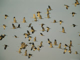Airborne Sandhill Cranes Photographic Print by Joel Sartore