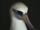 Detail of the Head of a Laysan Albatross, Diomedea Immutabilis Photographic Print by Bill Curtsinger