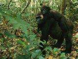 Mother and Juvenile Gorillas in One of Gabons New National Parks Lámina fotográfica