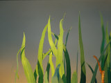 Eucalyptus Leaves in Dawn Sunlight Photographic Print by Jason Edwards