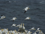 Flocks of Northern Gannets Roost on Cliffs Above the Atlantic Ocean Photographie par Norbert Rosing