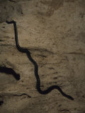 A Snake Slithering Across a Rock Wall in a Cave Photographic Print by Carsten Peter
