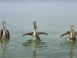 Three Brown Pelicans, Pelecanus Occidentalis, in the Water Photographie par Bill Curtsinger